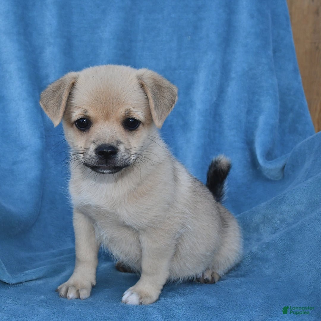 Welsh Corgi Pembroke dogs for sale: Welsh Corgi (Pembroke) 7 puppies - Image 3