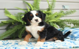 Bernedoodle dogs for sale: Basil - Image 9