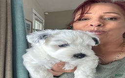 Miniature Schnauzer dogs for sale: Thor - Image 7