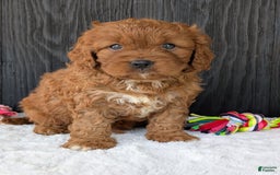 Cavapoo dogs for sale: Toby - Image 12