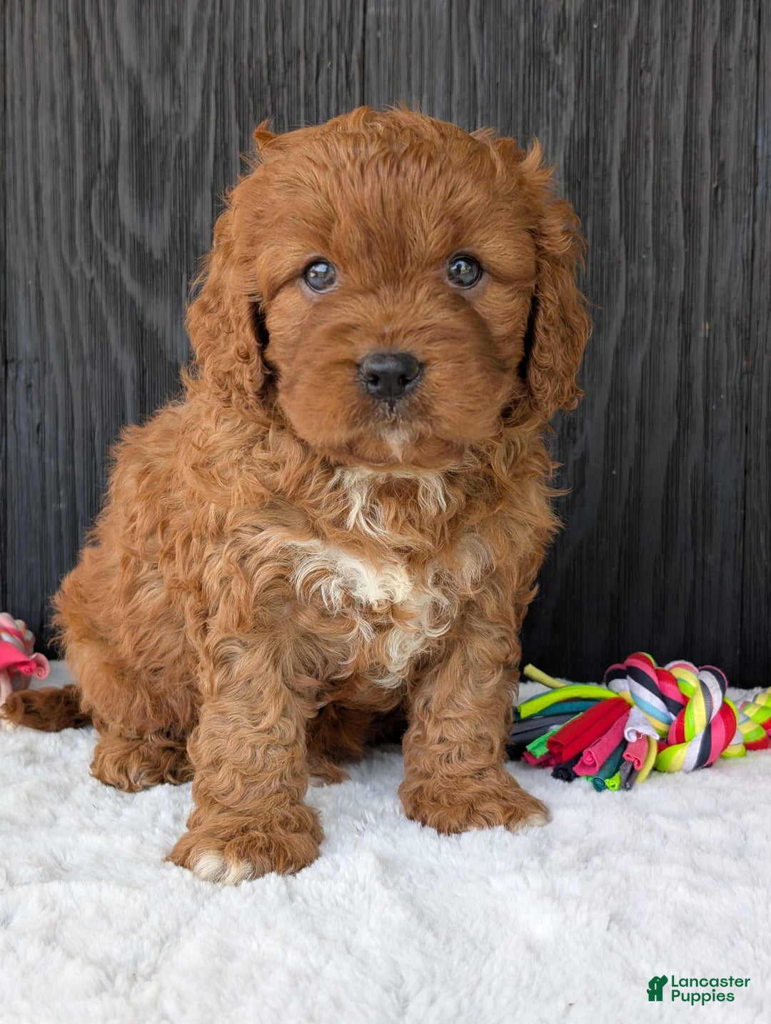 Cavapoo dogs for sale: Toby - Image 12