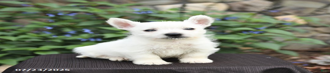 Dylan