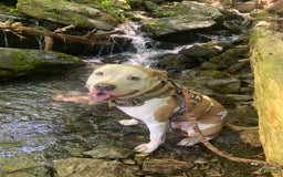 American Bully dogs for sale: Love Patch - Image 10