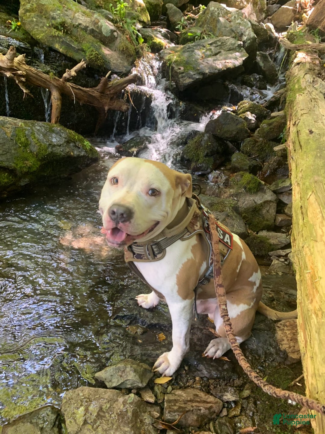 American Bully dogs for sale: Love Patch - Image 10