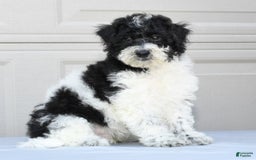 Maltipoo dogs for sale: Leo - Image 9