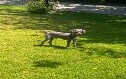 Toy Poodle dogs for sale: Ozzy - Image 3