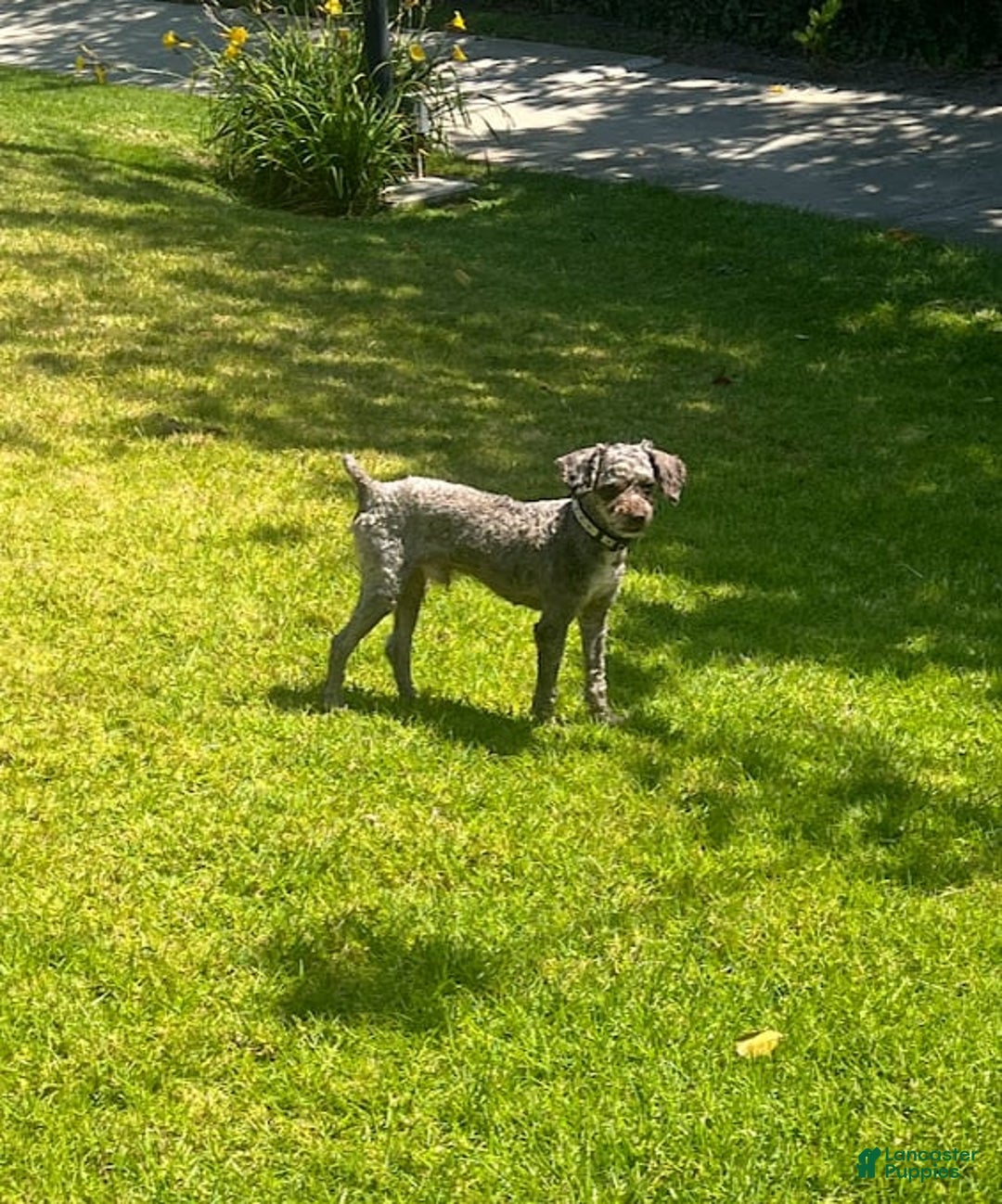 Toy Poodle dogs for sale: Ozzy - Image 3
