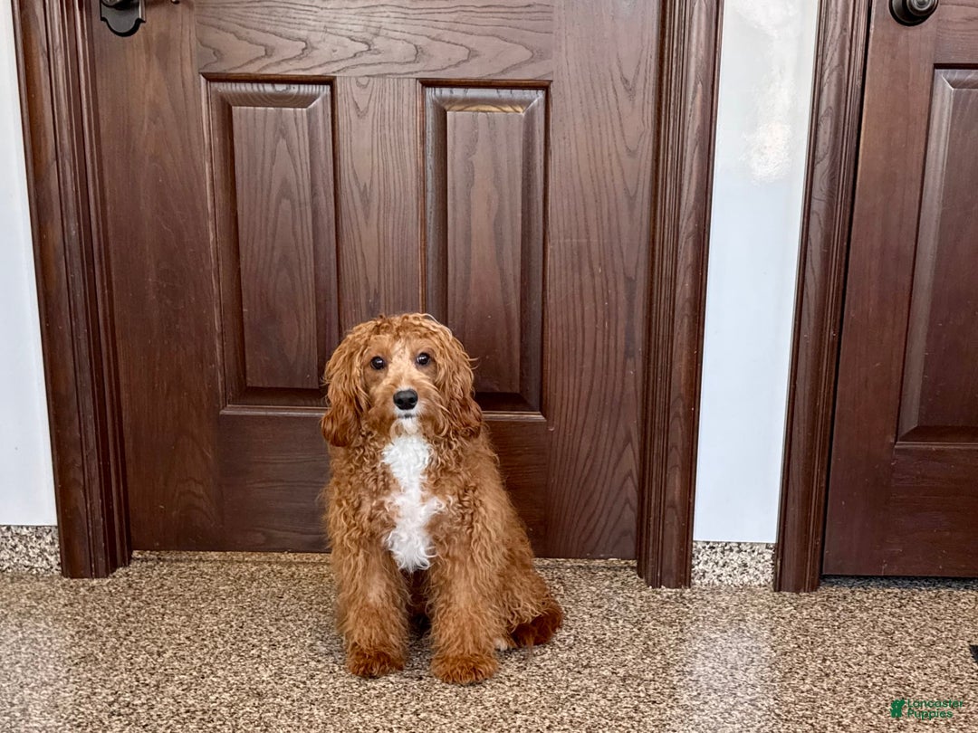 Cavapoo dogs for sale: Tigger - Image 4