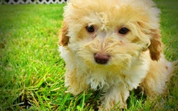 Havapoo dogs for sale: Twinkie - Image 9