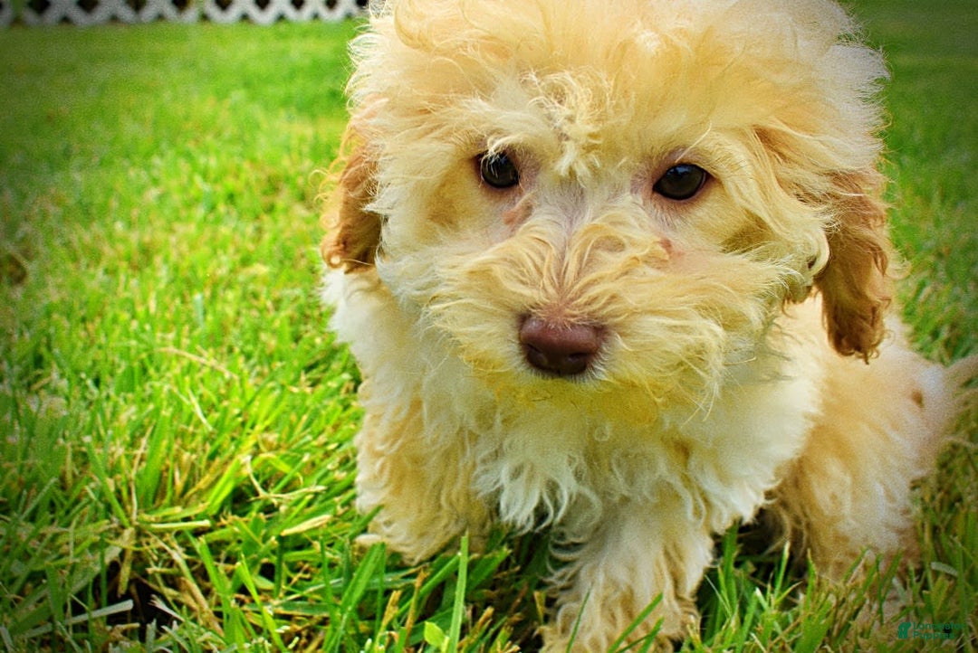 Havapoo dogs for sale: Twinkie - Image 9
