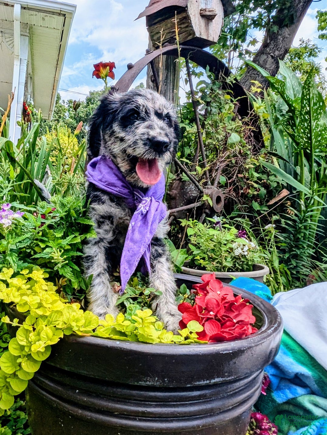 Labradoodle dogs for sale: Bella - Image 1