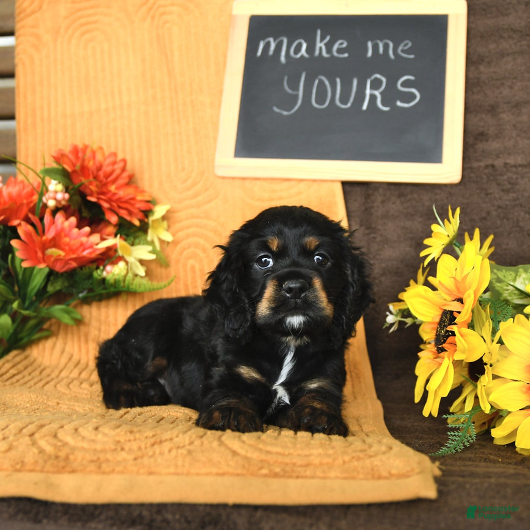 Cocker Spaniel dogs for sale: Pepper - Image 5