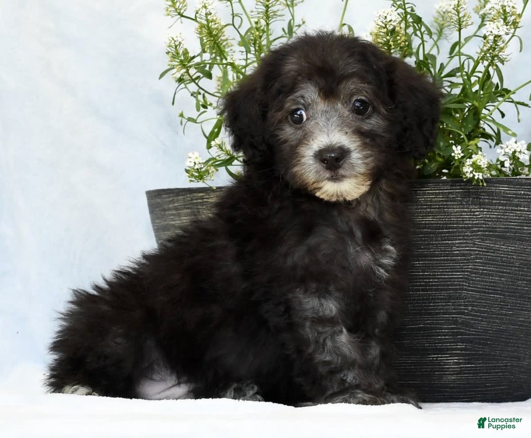Havapoo dogs for sale: Moose - Image 7