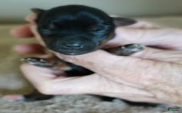 Yorkshire Terrier dogs for sale: Nessie - Image 6