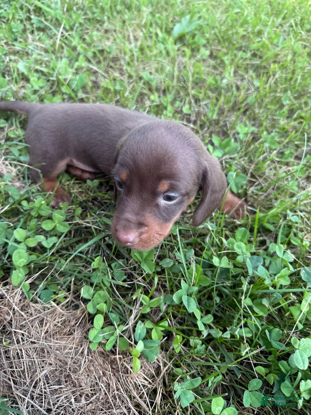 Miniature Dachshund dogs for sale: Lady - Image 3
