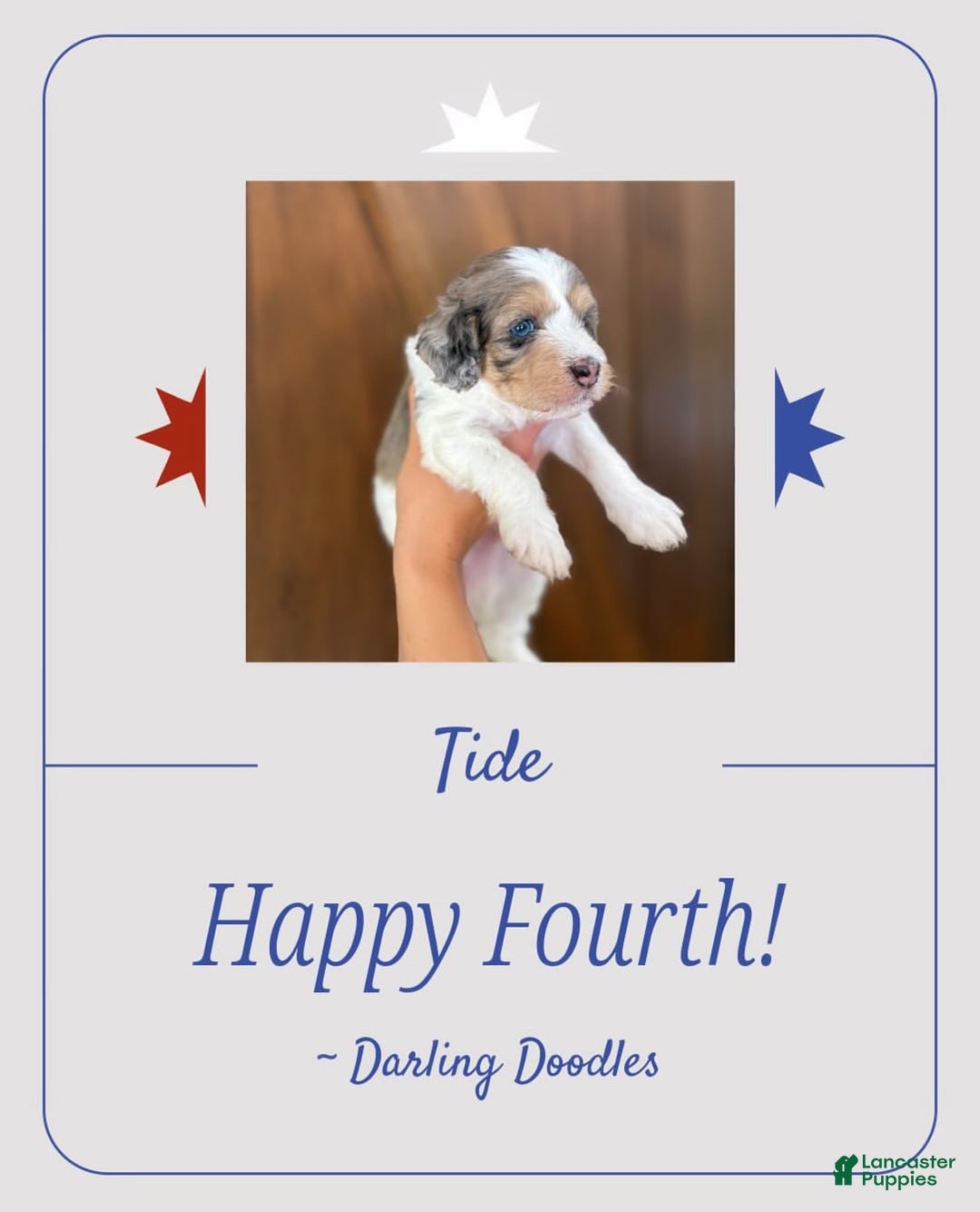 Mini Aussiedoodle dogs for sale: Tide - Image 2