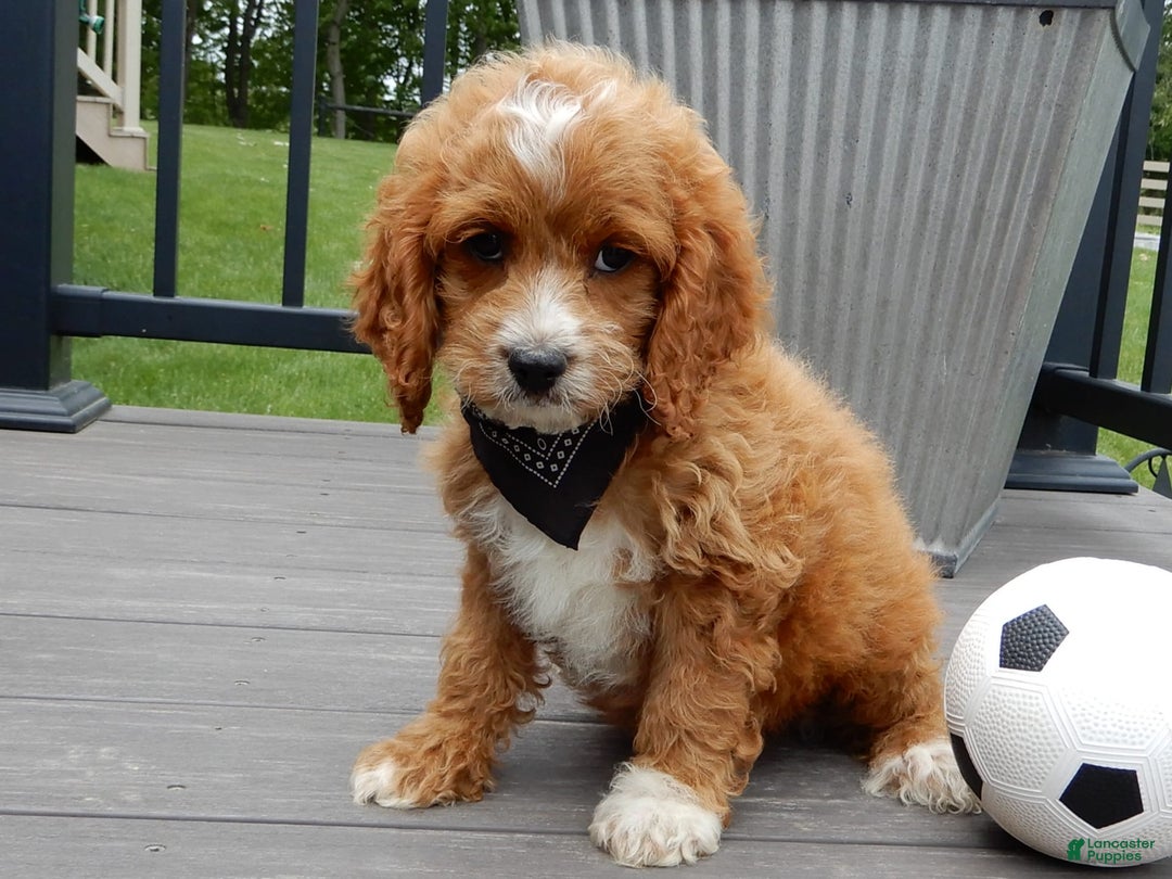 Cockapoo dogs for sale: Lenny - Image 3