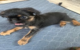 Brussels Griffon dogs for sale: Gilbert - Image 2