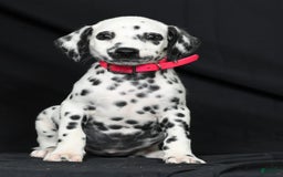 Dalmatian dogs for sale: Ivy - Image 9