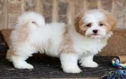 Shihpoo dogs for sale: Daisy Dew - Image 5