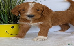 Goldendoodle dogs for sale: Mikey - Image 4