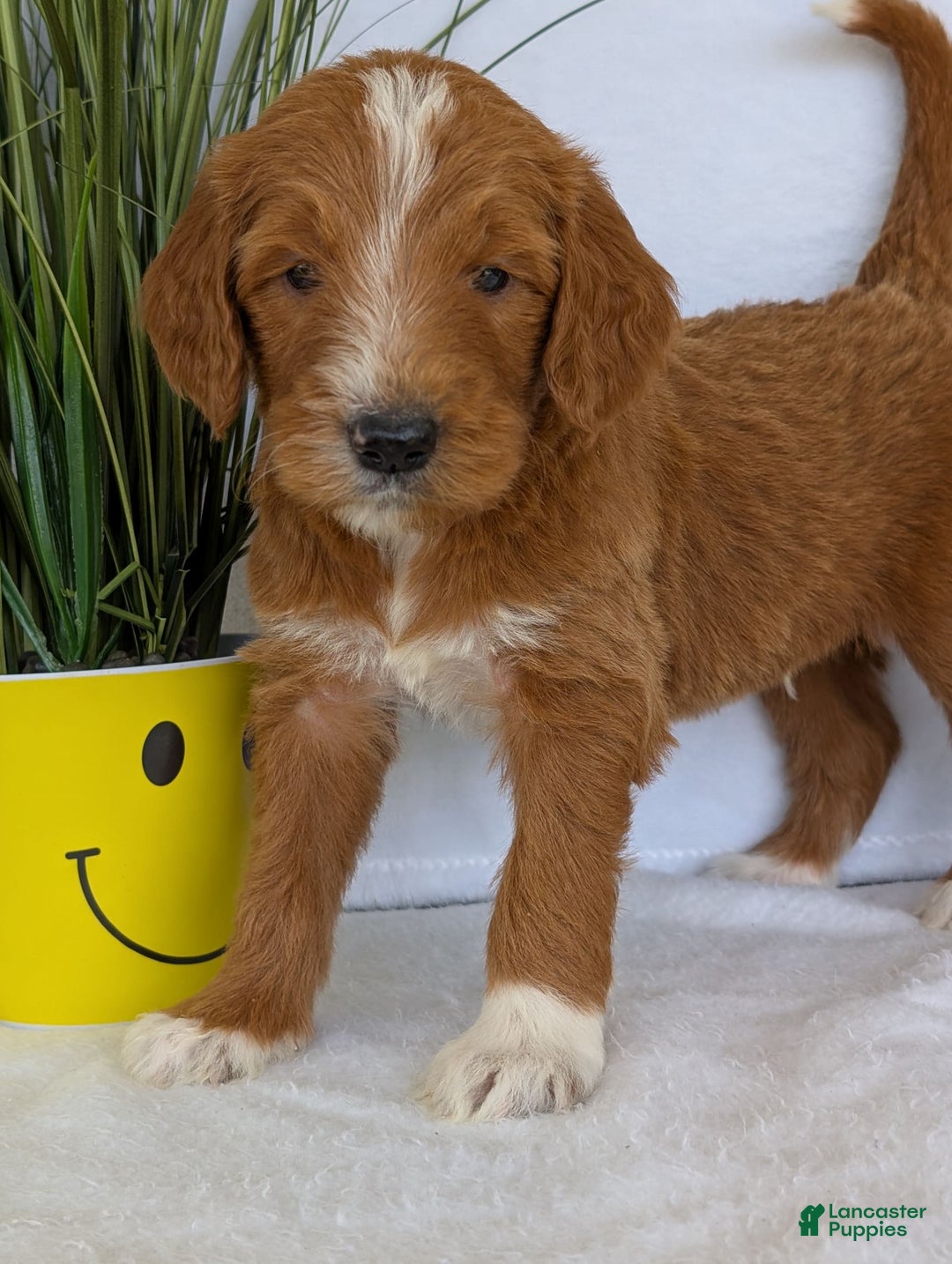 Goldendoodle dogs for sale: Mikey - Image 4
