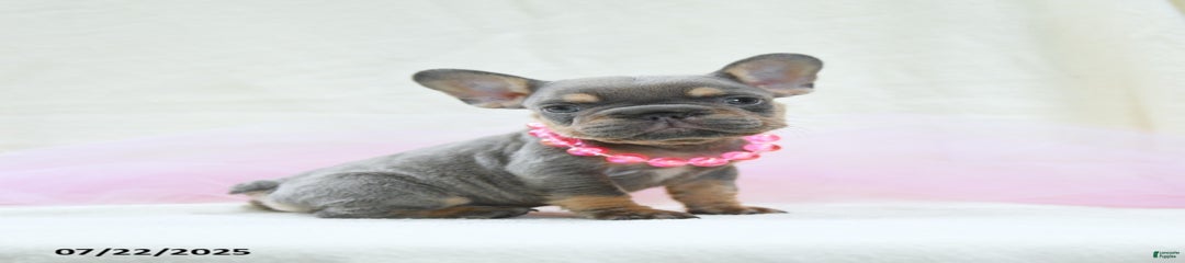 Eleanor Akc