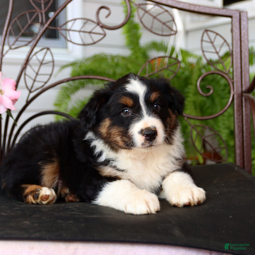 Australian Shepherd dogs for sale: Tango - Image 3
