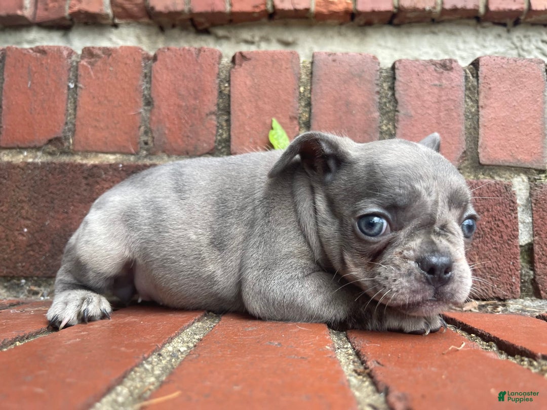 French Bulldog dogs for sale: Luna - Image 13