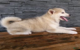 Pomsky dogs for sale: Silas - Image 23