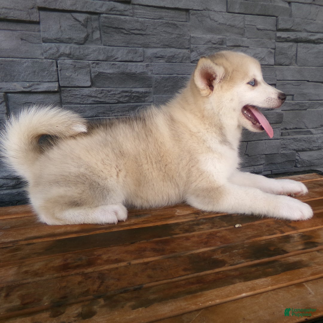 Pomsky dogs for sale: Silas - Image 23