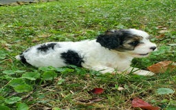 Cavapoo dogs for sale: Darlie - Image 2