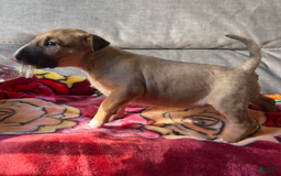 Bull Terrier dogs for sale: Everest - Image 2