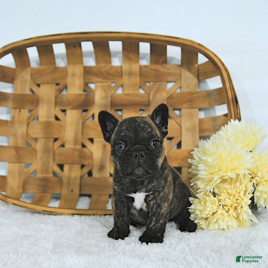 Frenchton dogs for sale: Zeke - Image 9