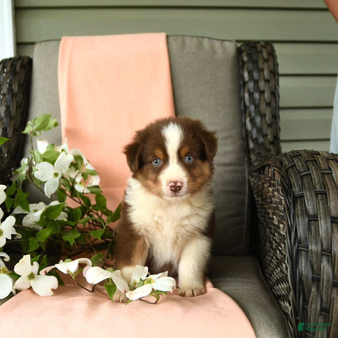 Australian Shepherd dogs for sale: Enzo - Image 3