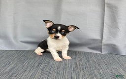Chihuahua dogs for sale: Miles - Image 6