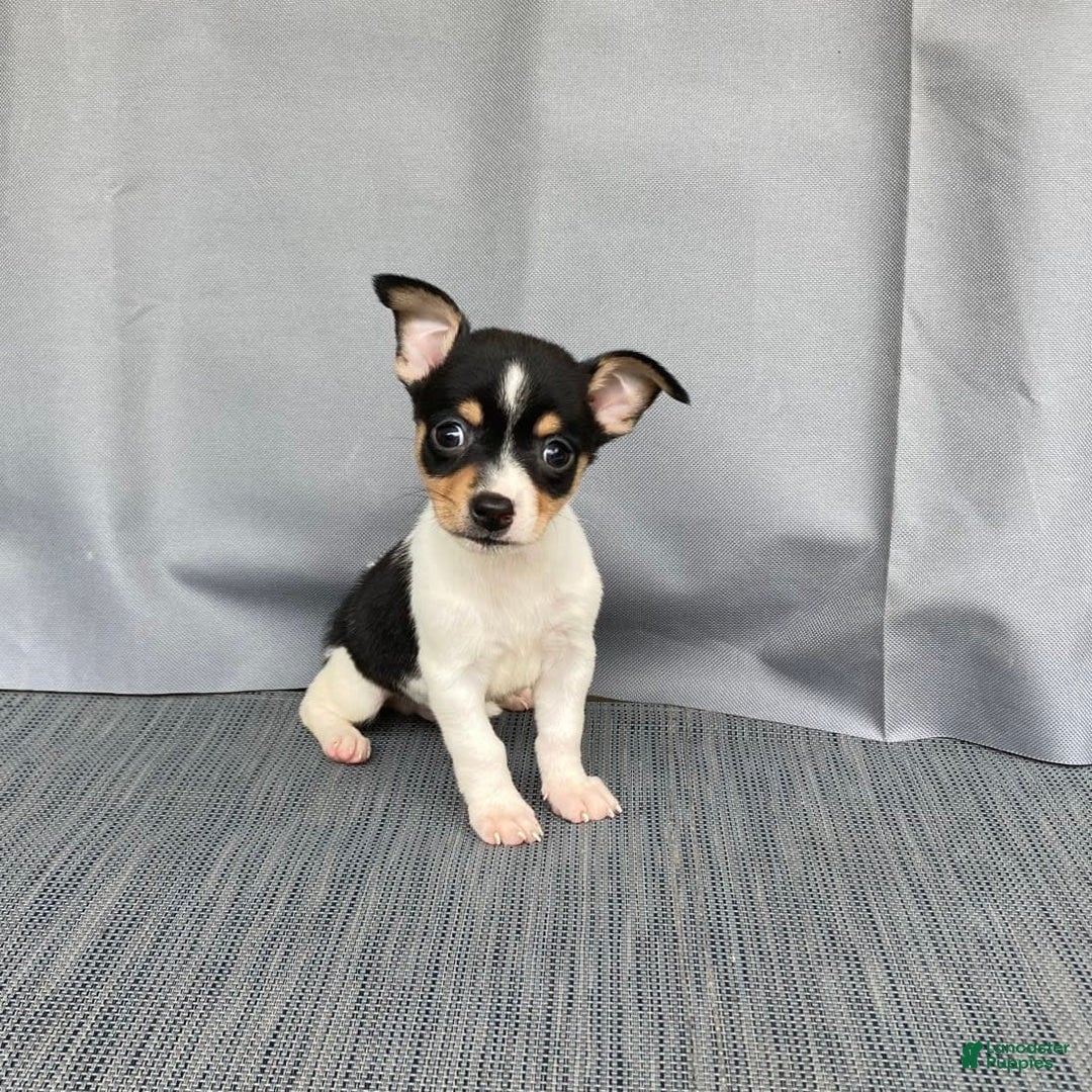 Chihuahua dogs for sale: Miles - Image 6