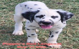 Dalmatian dogs for sale: Peppers Red Boy - Image 15