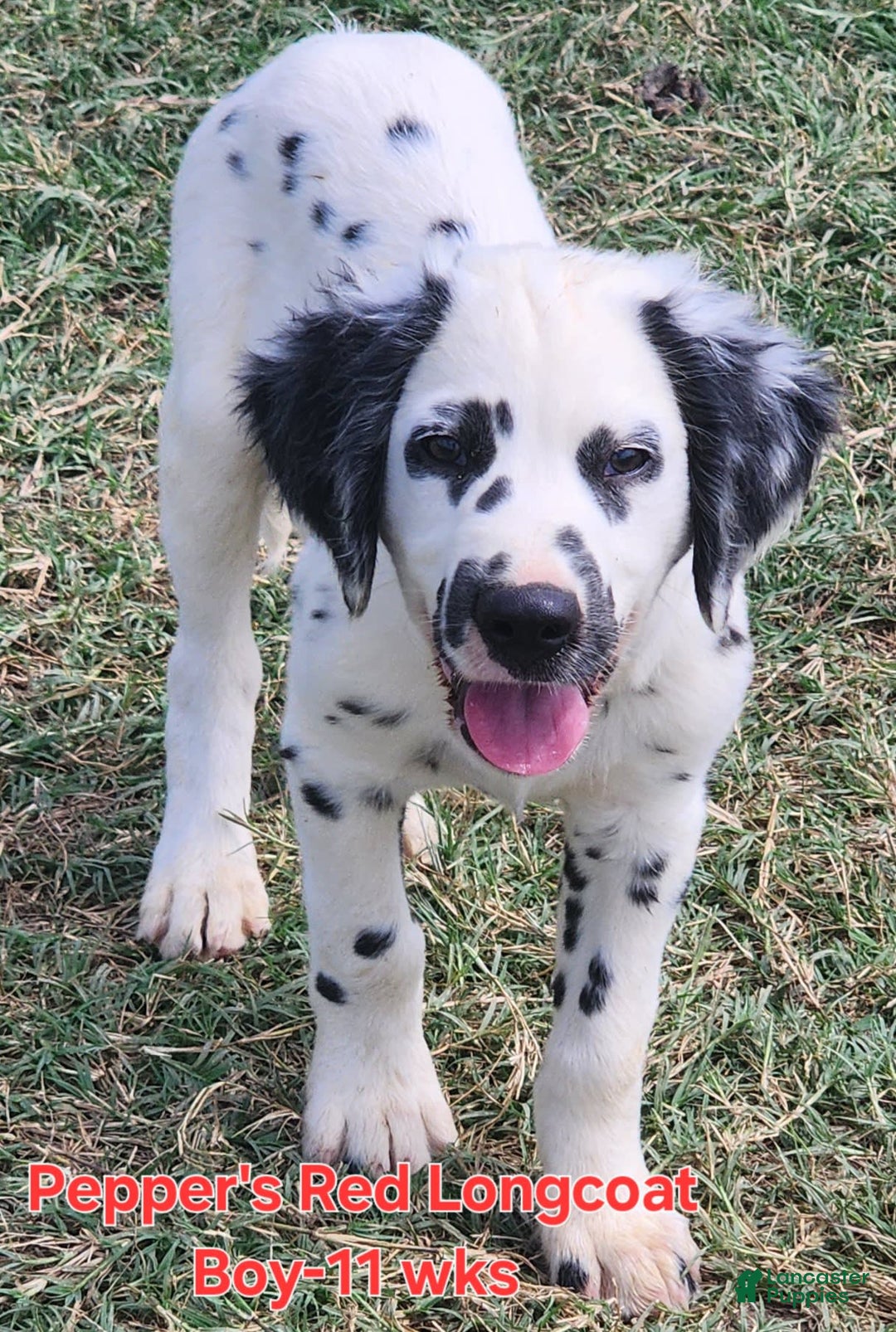 Dalmatian dogs for sale: Peppers Red Boy - Image 15