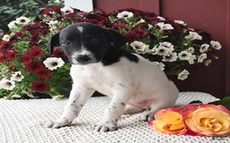 Border Collie dogs for sale: Chloe - Image 3