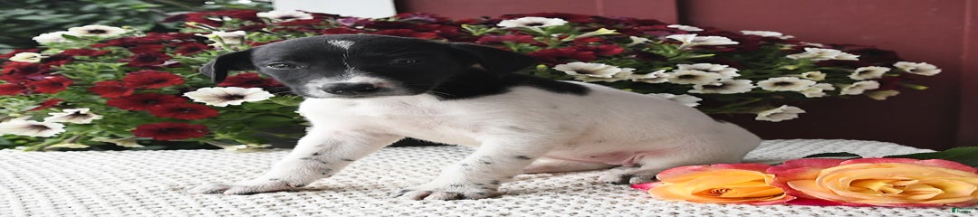 Chloe