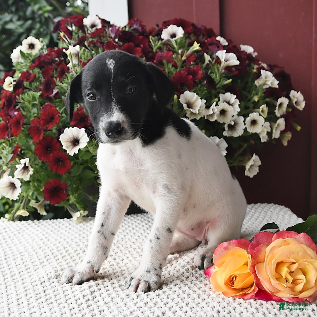 Border Collie dogs for sale: Chloe - Image 3