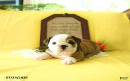 English Bulldog dogs for sale: Katrina - Image 3