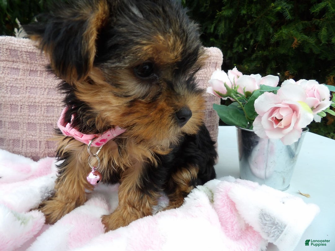 Yorkshire Terrier dogs for sale: Tabby - Image 3