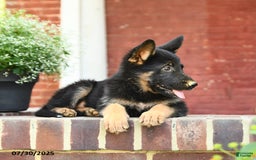 German Shepherd dogs for sale: Melody - Image 4