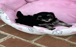 Maltipoo dogs for sale: Precious - Image 7