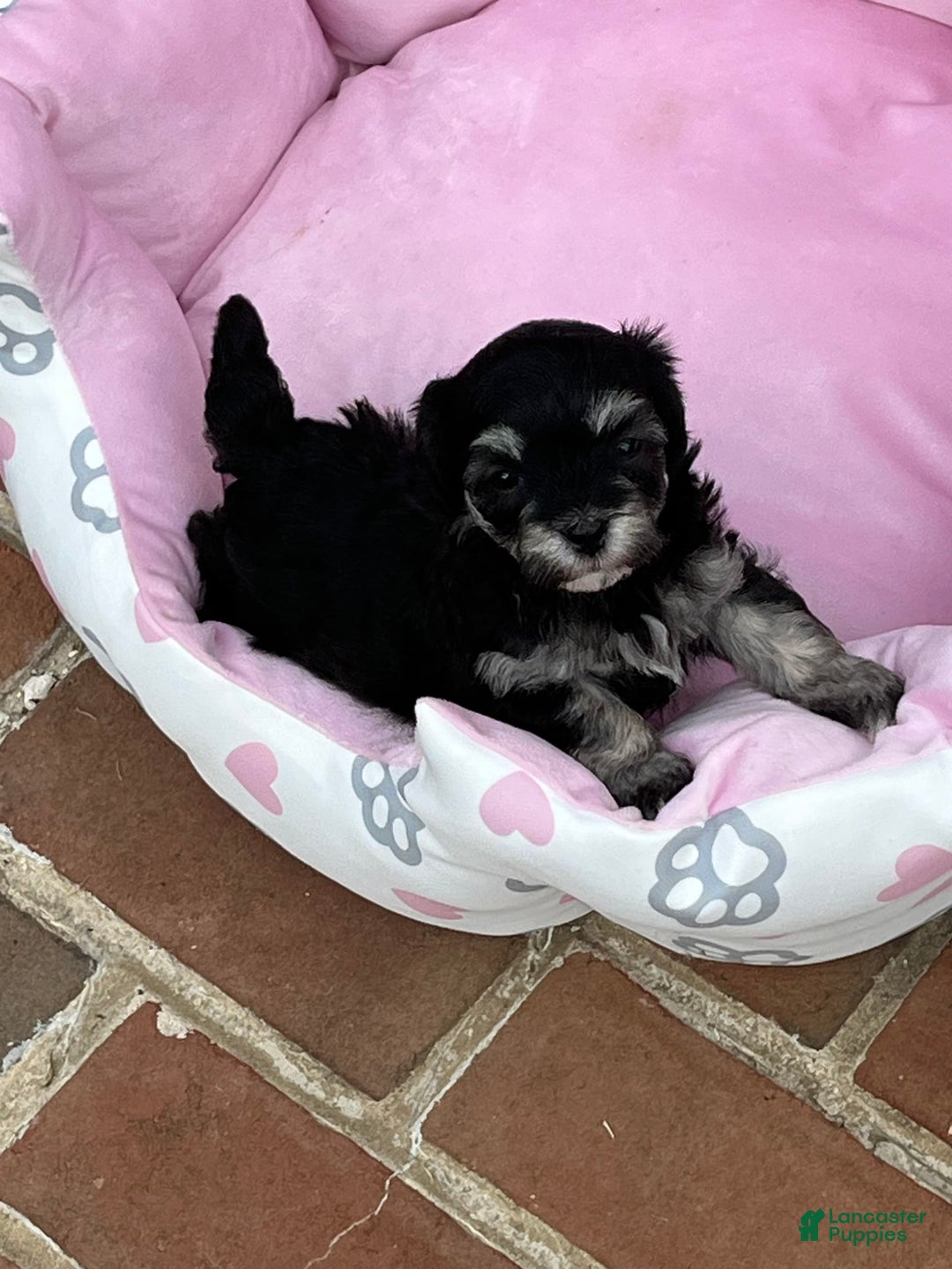 Maltipoo dogs for sale: Precious - Image 7