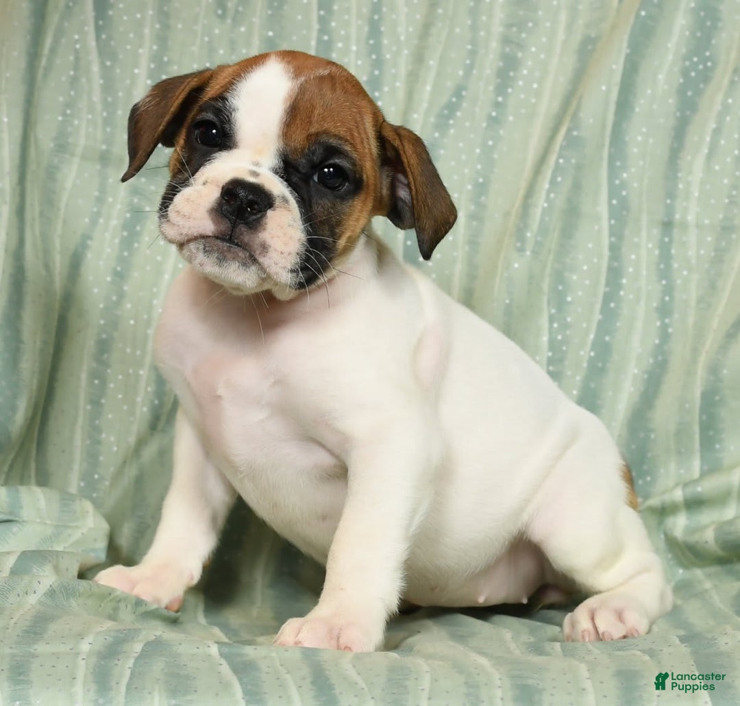 Beabull dogs for sale: Kaitlyn - Image 6