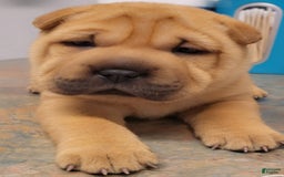 Shar Pei dogs for sale: Rubi - Image 1