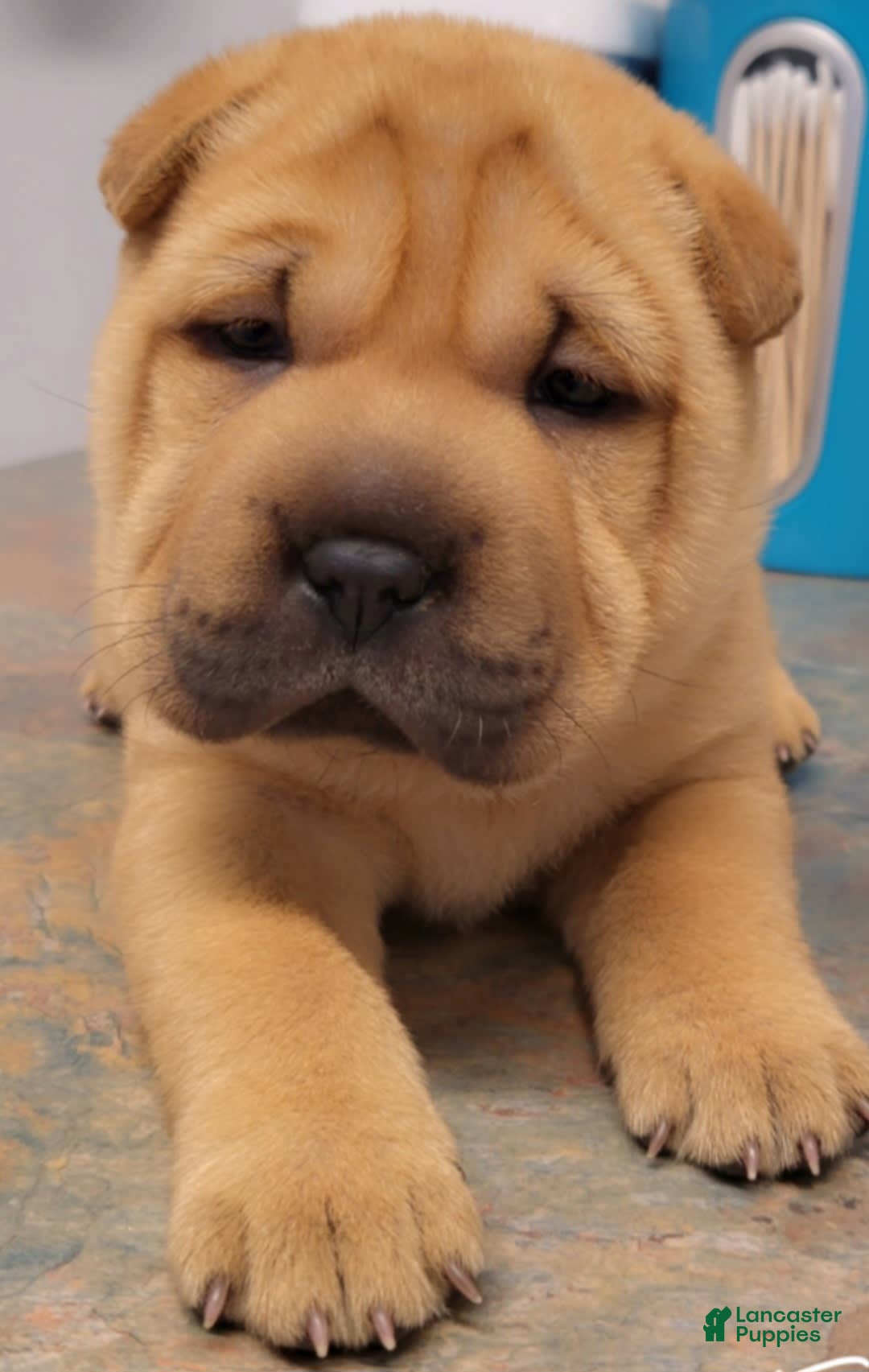 Shar Pei dogs for sale: Rubi - Image 1